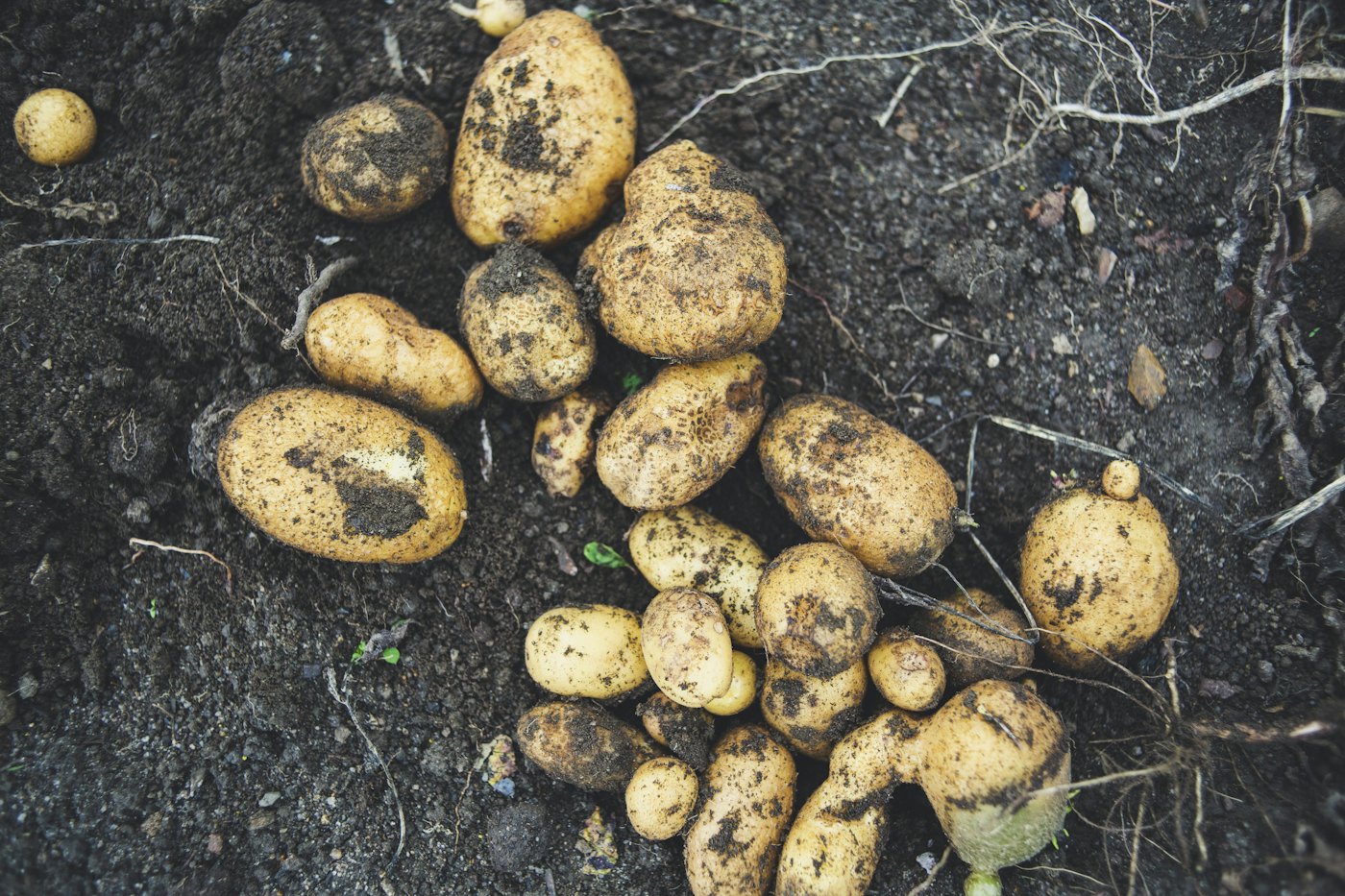 Freshly harvested potatoes on a field